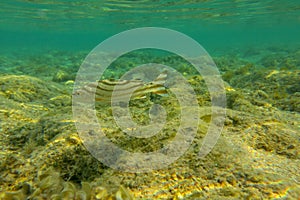 Tropical fish Terapon Jarbua or Crescent Bass sails over the coral bedrock of the Red Sea in Egypt. Target Fish with brown lines