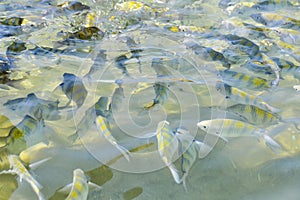 Tropical fish in Trinidade, Paraty, Brazil