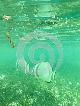 Tropical fish underwater