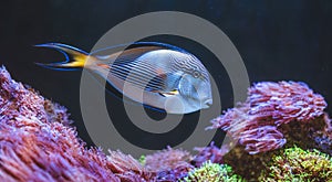 Tropical Fish Underwater Scene