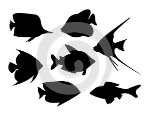 Tropical fish vector photo