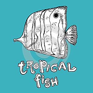 Tropical Fish - Vector hand drawing illustration