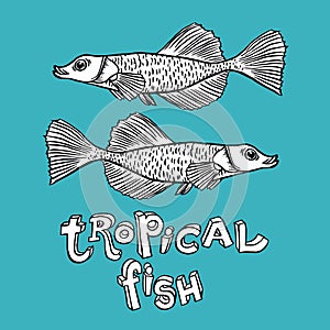 Tropical Fish - Vector hand drawing illustration