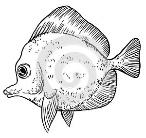Tropical Fish - Vector hand drawing illustration