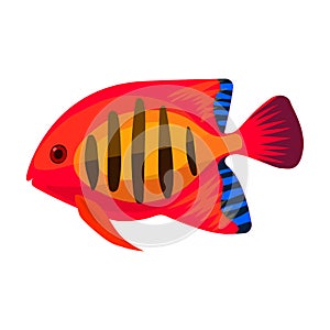 Tropical fish vector icon.Cartoon vector icon isolated on white background tropical fish.