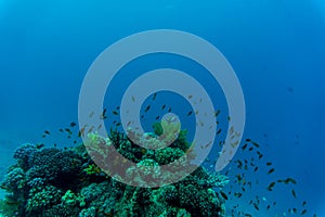 Tropical Fish on Vibrant Coral Reef, underwater scene