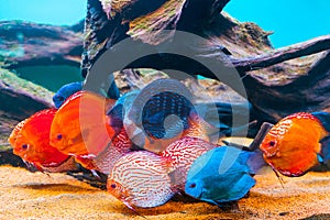 Tropical fishes