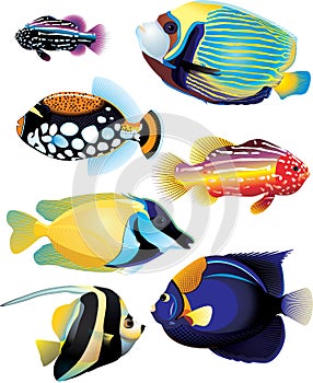Tropical fishes collection