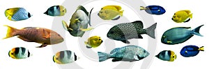 Tropical fishes collection isolated on panoramic background