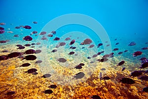 Tropical fishes on coral reef area