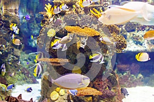 Tropical fishes at coral reef area