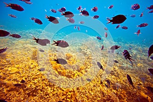 Tropical fishes on coral reef area