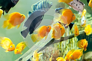 Tropical fishes meet in blue coral reef sea water aquarium.