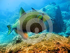 Tropical fishes over a coral reef.Close up in a sunny day