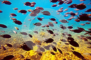 Tropical fishes in Red sea