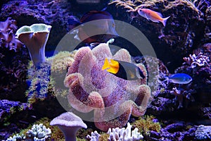 Tropical fishes swim near coral reef. Underwater life.