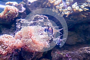 Tropical fishes swim near coral reef. Underwater life.