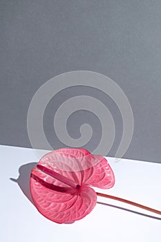 Tropical flamingo flower pink anthurium on a white gray background. beautiful shadows. Isometric view