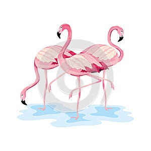 Tropical flamingos beautiful wild animals