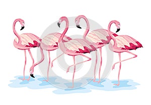 Tropical flamingos exotic wild animals
