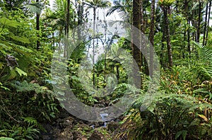 Tropical flora of el yunque rainforest