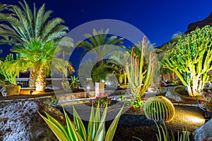 Tropical flora of Gran Canaria