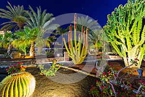 Tropical flora of Gran Canaria