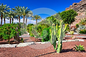 Tropical flora of Gran Canaria island, Spain