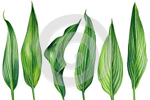 Tropical flora, green leaves watercolor botanical illustration on isolated white background