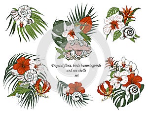 Tropical flora, Hummingbird birds and seashells set