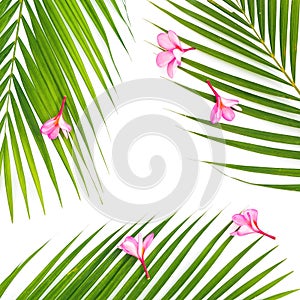 Tropical floral composition of palm leaves with pink flowers on white background. Flat lay
