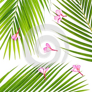 Tropical floral composition of palm leaves with pink flowers on white background. Flat lay, top view.