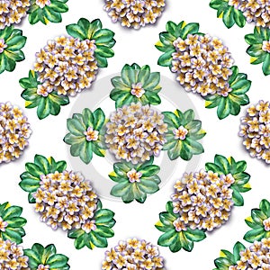 Tropical floral pattern. Watercolor flowers plumeria. White exotic flower frangipani repeating backdrop.