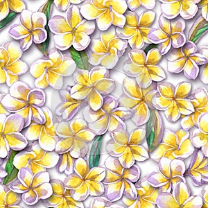 Tropical floral pattern. Watercolor painted flowers plumeria. White exotic flower frangipani repeating backdrop.