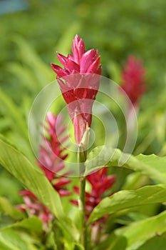 Tropical flower.