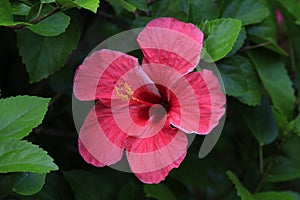 Tropical flower