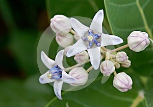 Tropical flower