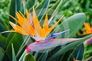 Tropical flower, African strelitzia, bird of paradise