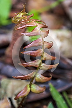 Tropical flower at Amboro national parc. photo