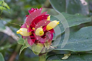 Tropical flower at Amboro national parc. photo