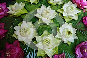 Tropical flower arrangement with pink and white lotus blossoms