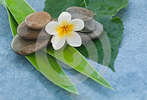 Tropical flower betwen stones for relax room