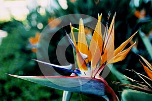 Tropical Flower: Bird of Paradise