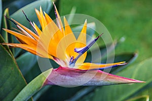 Tropical flower bird of paradise strelitzia