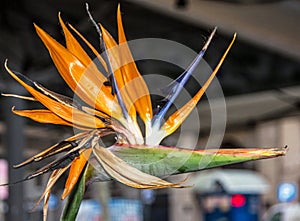 Tropical flower Bird Of Paradise Strelitzia reginae in  bloom