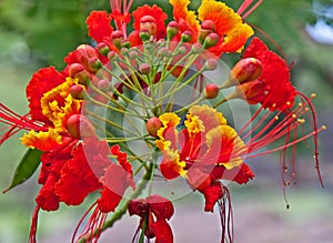 Tropical Flower Caesalpinia Red and Yellow photo