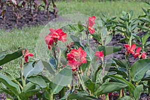 Tropical flower canna indica in a garden.Colorful Canna indica flower in nature background.