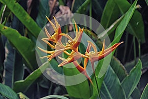 Tropical Flower photo