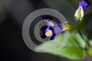 Tropical flower closeup photo with blurred background. Velvet purple flower with green leaf. Summer garden detail.