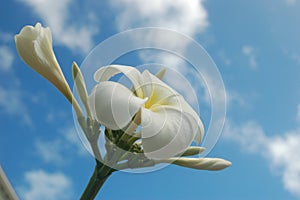 Tropical Flower in Clouds